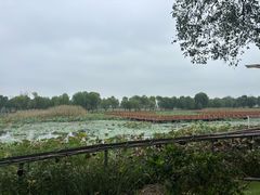 -洪湖生态旅游区