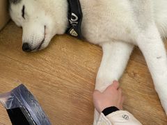 -Husky Go! 哈士奇体验馆·宠物咖啡厅狗咖