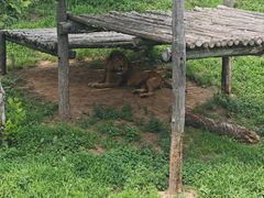 -西霞口神雕山野生动物世界