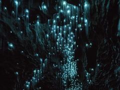 -怀托摩萤火虫洞