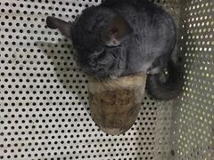 -上海大自然野生昆虫馆