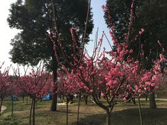 -秀丽东方