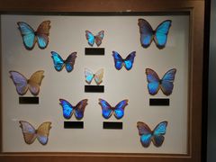 -上海昆虫博物馆