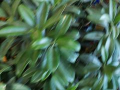 -大圆碗(新兴路店)