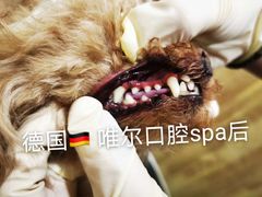 -汪小喵宠物·戴维斯乐芳希施宠馨宝皮毛调理洗护店