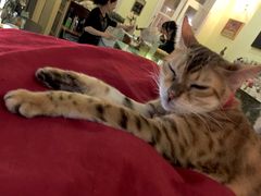 我是一只豹-猫色咖啡·猫咖