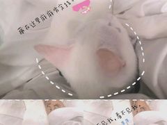 -创凡宠物医院·骨专科  猫科中心(西乡分院)