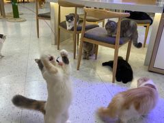-喵园·猫主题咖啡厅·撸猫·猫咖(国贸店)