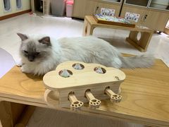 -猫和宫(六道口店)