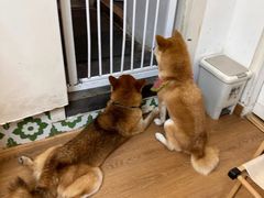 -是阿柴呀！柴犬咖啡·爱喵喵猫咖