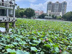 -荔湾湖公园