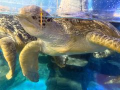 -烟台海昌鲸鲨海洋公园