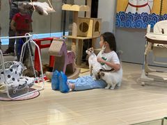-momokira米努特·德文卷毛猫·棉花面纱犬