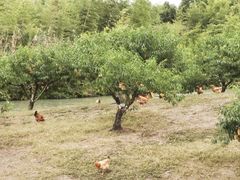 -乌村