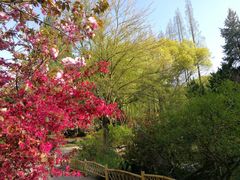 -上海醉白池公园