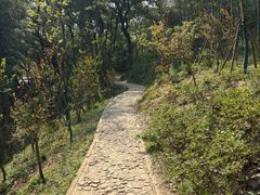 -上海佘山国家森林公园天马山园