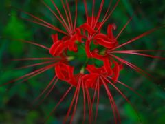 -黄海国家森林公园