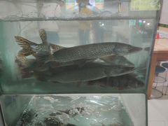 -煲来饱去冷水鱼