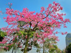 -广州国际生物岛