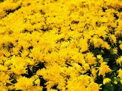 -中国天府农业博览园