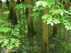 -桤木河湿地公园