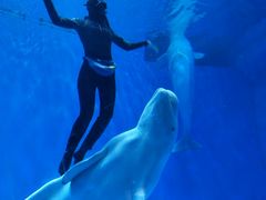 -芜湖新华联大白鲸海洋公园