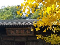 -闻道食府烙饼卷带鱼(原车耳营店原大觉寺店)