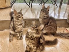 -十年猫舍·猫咪专门店(普陀店)
