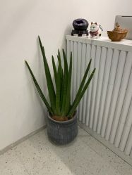 点击看大图 -苗方清颜·祛痘皮肤管理