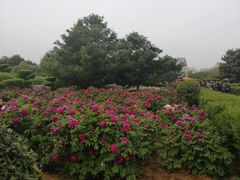 -洛阳市隋唐城遗址植物园