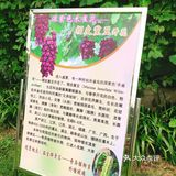  【攻略】跟着我一起玩转华南植物园