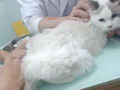 -宠福鑫康馨动物医院·骨科·眼科