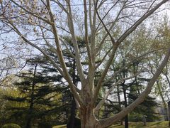 -北京动物园-畅观楼