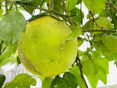 -上海马荣金地格林幼儿园