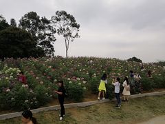 -松山湖梦幻百花洲