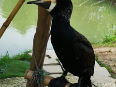 -长兴太湖图影湿地文化园