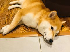 -柴务处·柴犬主题狗咖