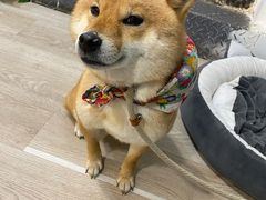 -柴迷FANS CLUB·柴犬狗咖·猫咖