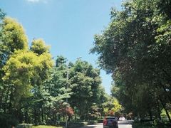 -铁山坪森林公园