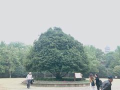 -灵谷景区