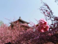 -西安青龙寺遗址景区