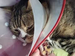 -北京恒爱动物医院(清景园分院)