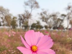 -西青郊野公园