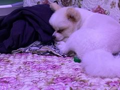 -趣玩宠物乐园寄养训犬训狗游泳池