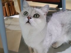 -豆逗聊愈猫阁Easy Life