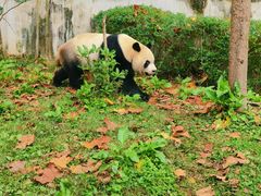 -黔灵山公园