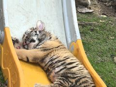 -西霞口神雕山野生动物世界