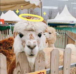 点击看大图 -萌宠亲子动物乐园(槐房万达店)