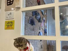 -楼上猫咖(罗湖店)
