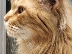 -藏猫猫咖啡主题馆(中央大道店)